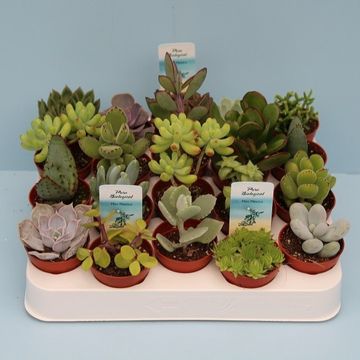 Succulents MIX