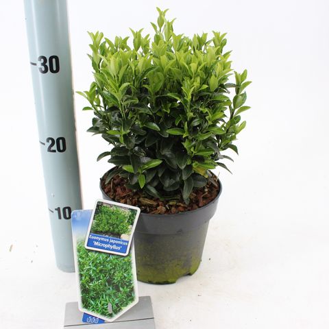 Euonymus japonicus 'Микрофиллус'