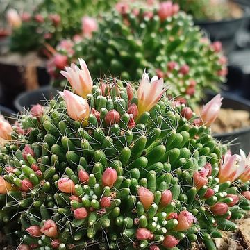 Mammillaria painteri