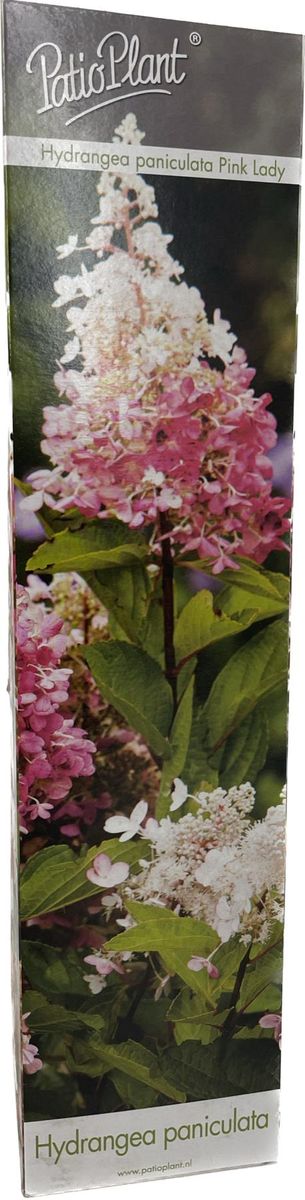 Hydrangea paniculata 'Pink Lady' — Plant Wholesale FlorAccess