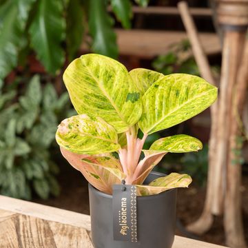 Aglaonema 'Apple Fantasy'