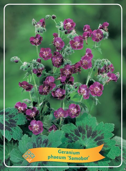 Geranium phaeum 'Samobor'