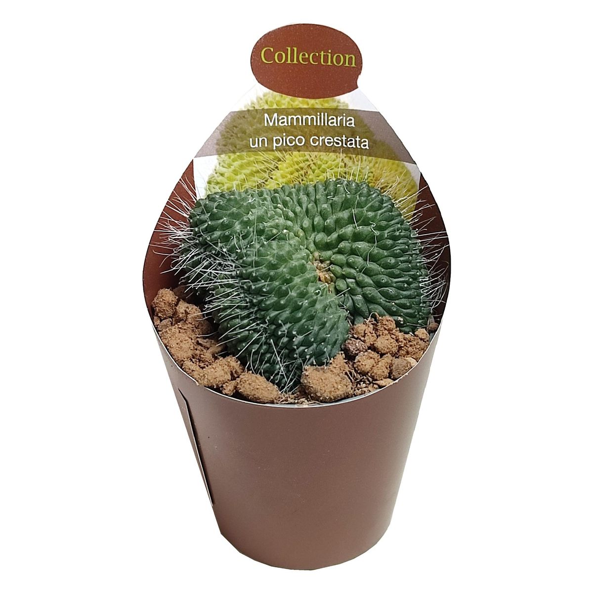 Mammillaria spinosissima 'Un Pico Cristata'  Plant Wholesale FlorAccess
