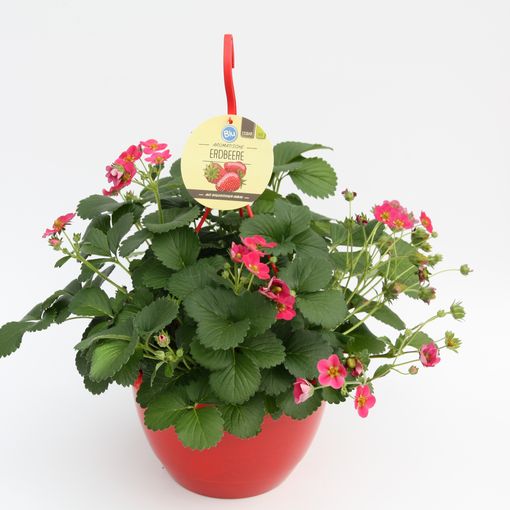 Fragaria x ananassa 'Toscana' — Plant Wholesale FlorAccess