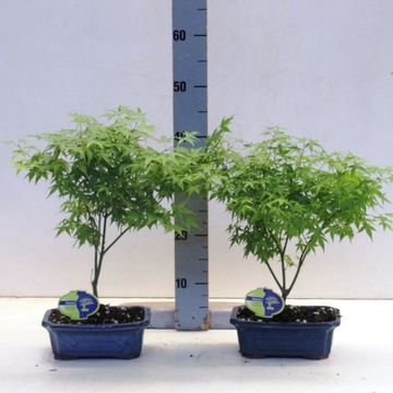 Acer palmatum 'Little Princess'