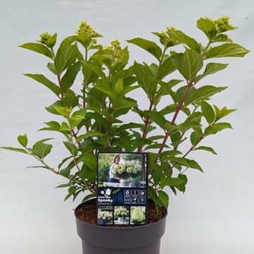 Hydrangea paniculata LITTLE SPOOKY