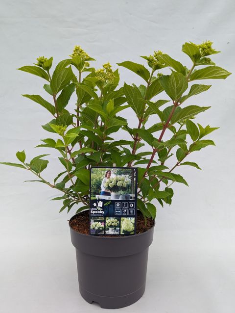 Hydrangea paniculata LITTLE SPOOKY