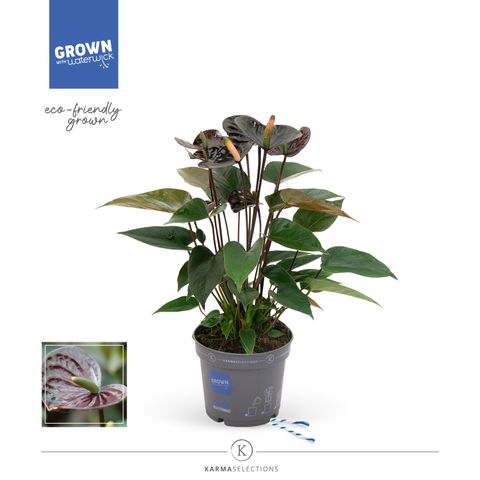 Anthurium BLACK LOVE