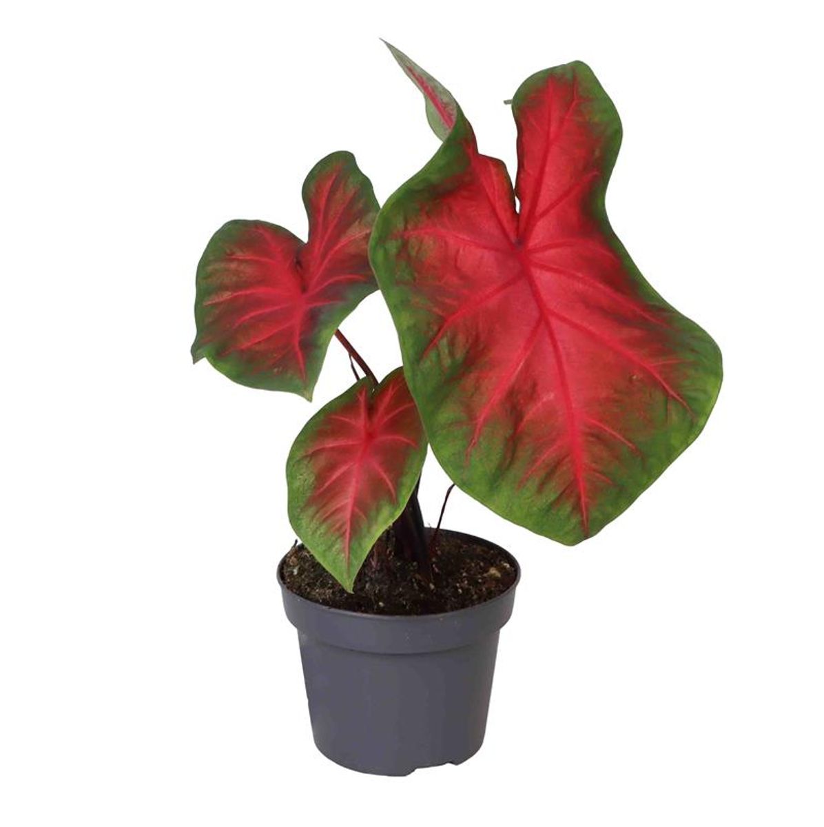 Caladium #39 Freida Hemple #39 Plant Wholesale FlorAccess Caladium #39 Freida Hemple #39 Plant Wholesale FlorAccess