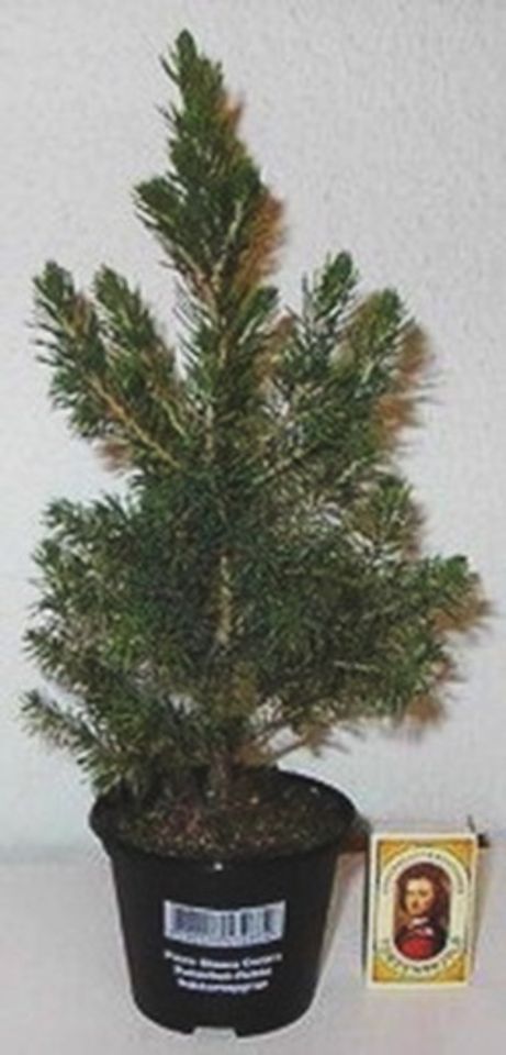 Picea glauca 'Conica'