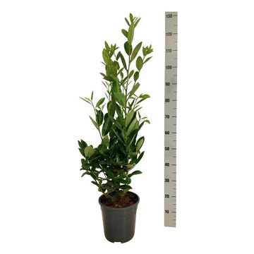 Prunus laurocerasus 'Greentorch'