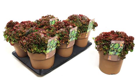 Sedum makinoi