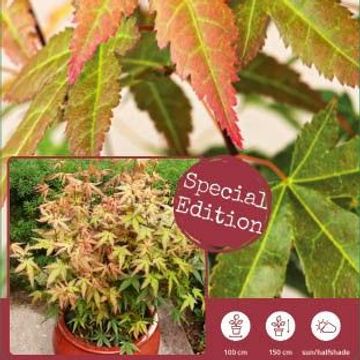 Acer palmatum 'Redwine'