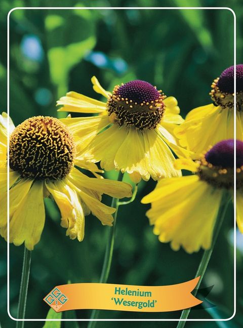 Helenium 'Wesergold'