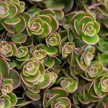 Sedum makinoi