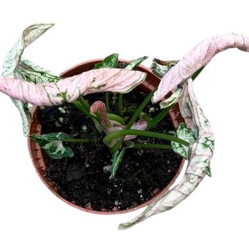 Syngonium 'Pink Rolli'
