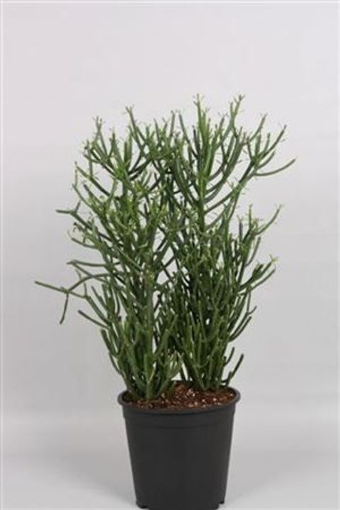 Euphorbia tirucalli