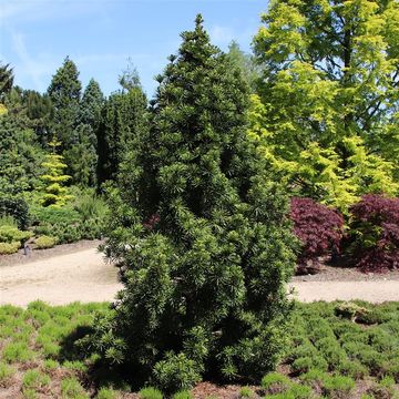 Sciadopitys verticillata 'Sternschnuppe'