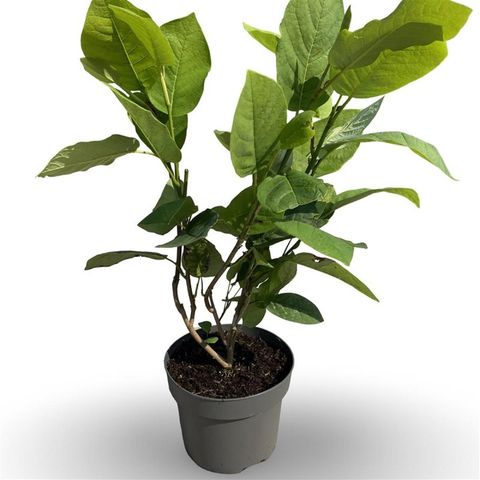 Magnolia sieboldii