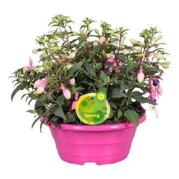 Fuchsia BELLA MIX