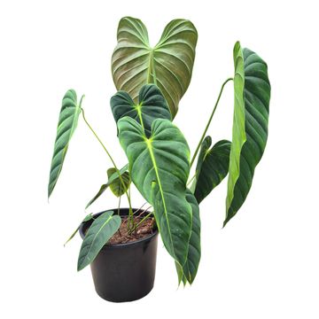 Filodendro esmeraldense