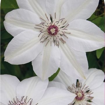 Clematis 'Miss Bateman' (EL)