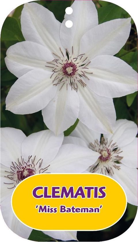 Clematis 'Miss Bateman' (EL)