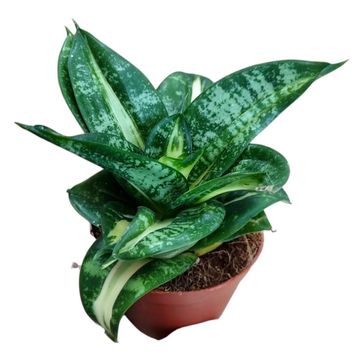 Sansevieria hahnii 'Spiral Star'