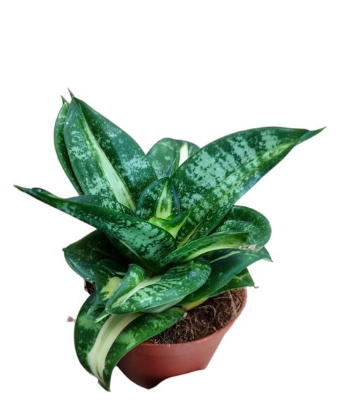 Sansevieria hahnii 'Spiral Star'