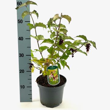 Leycesteria formosa GOLDEN LATERNS