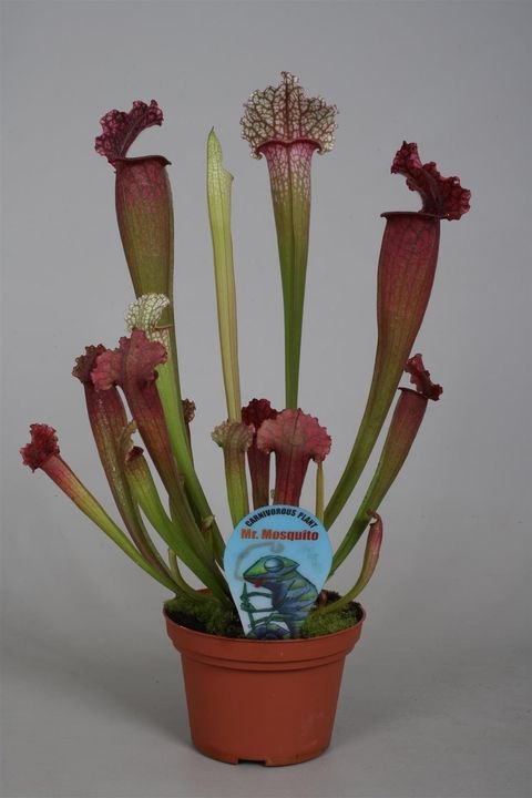 Sarracenia 'Juthatip Soper'