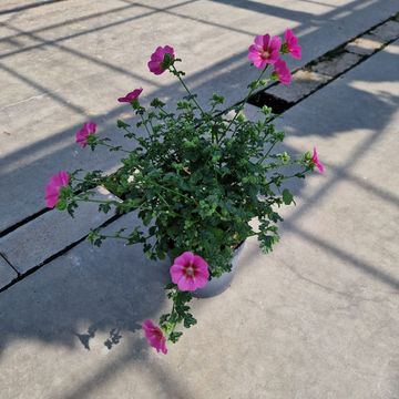 Anisodontea capensis