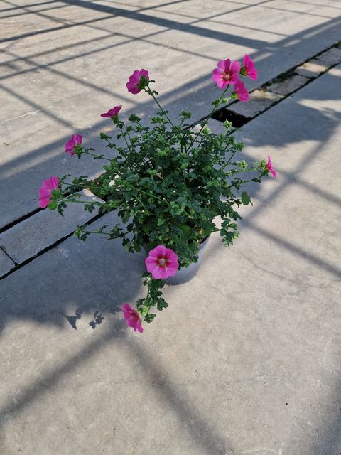 Anisodontea capensis