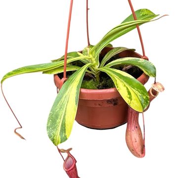 Nepenthes alata 'Aurea'