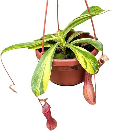 Nepenthes alata 'Aurea'