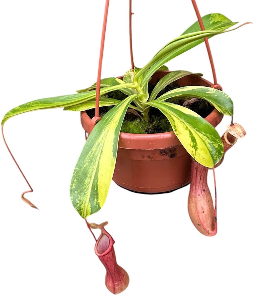 Nepenthes alata 'Aurea' — Toptan Bitki Satışı FlorAccess