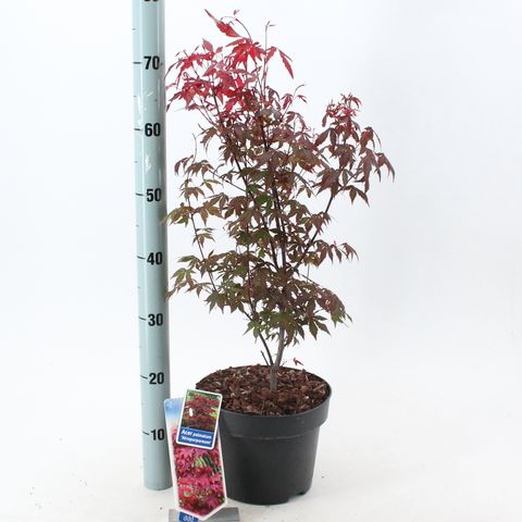 Acer palmatum 'Atropurpureum'