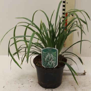 Liriope muscari 'Monroe White'