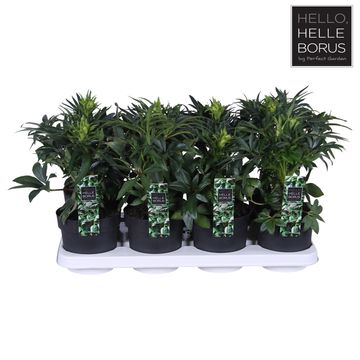 Helleborus foetidus 'Wester Flisk'