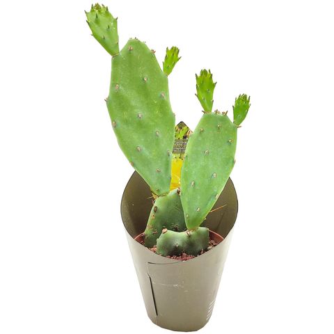 Opuntia humifusa