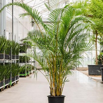 Dypsis lutescens Dypsis lutescens