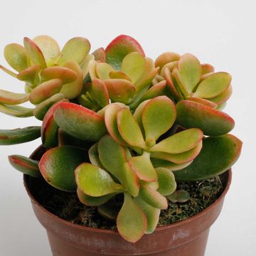 Crassula ovata 'Indian Summer'