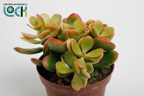 Crassula ovata 'Indian Summer'