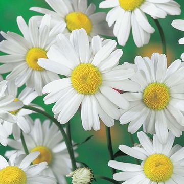 Leucanthemum 'Alaska'