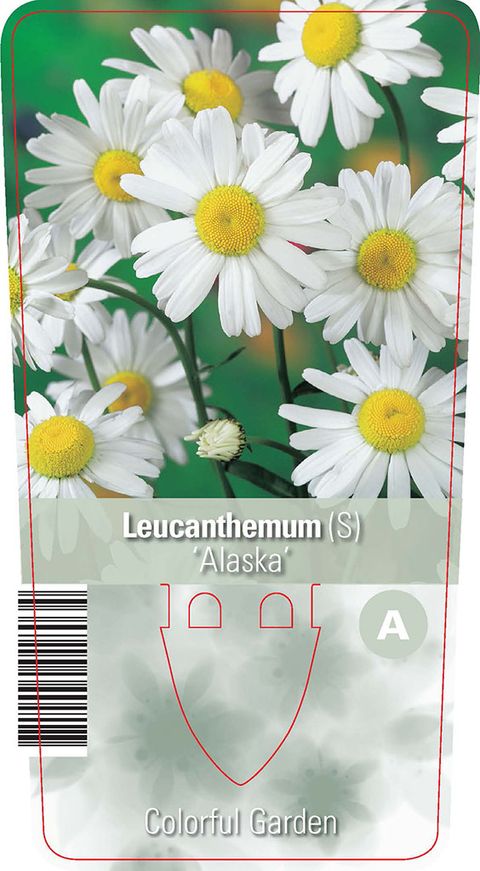 Leucanthemum 'Аляска'