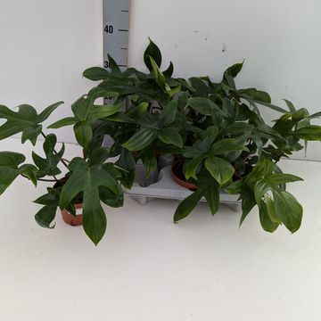 Philodendron FLORIDA GREEN