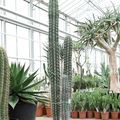 Pachycereus weberi