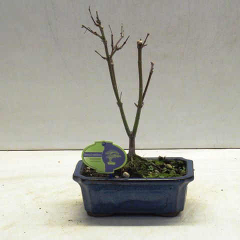 Acer palmatum 'Atropurpureum'