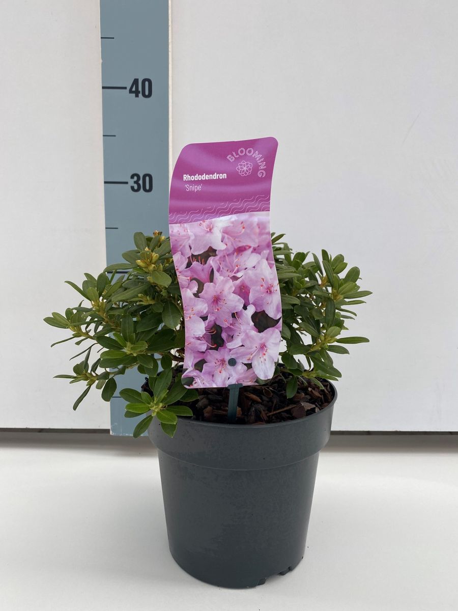 thuja smaragd kaufen dehner Jetzt Lebensbaum 'Smaragd' online kaufen bei Bohlken Pflanzenversand   Bohlken Pflanzenversand GbR
