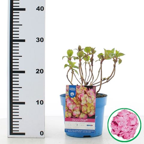 Hydrangea macrophylla ENDLESS SUMMER BLOOMSTAR PINK